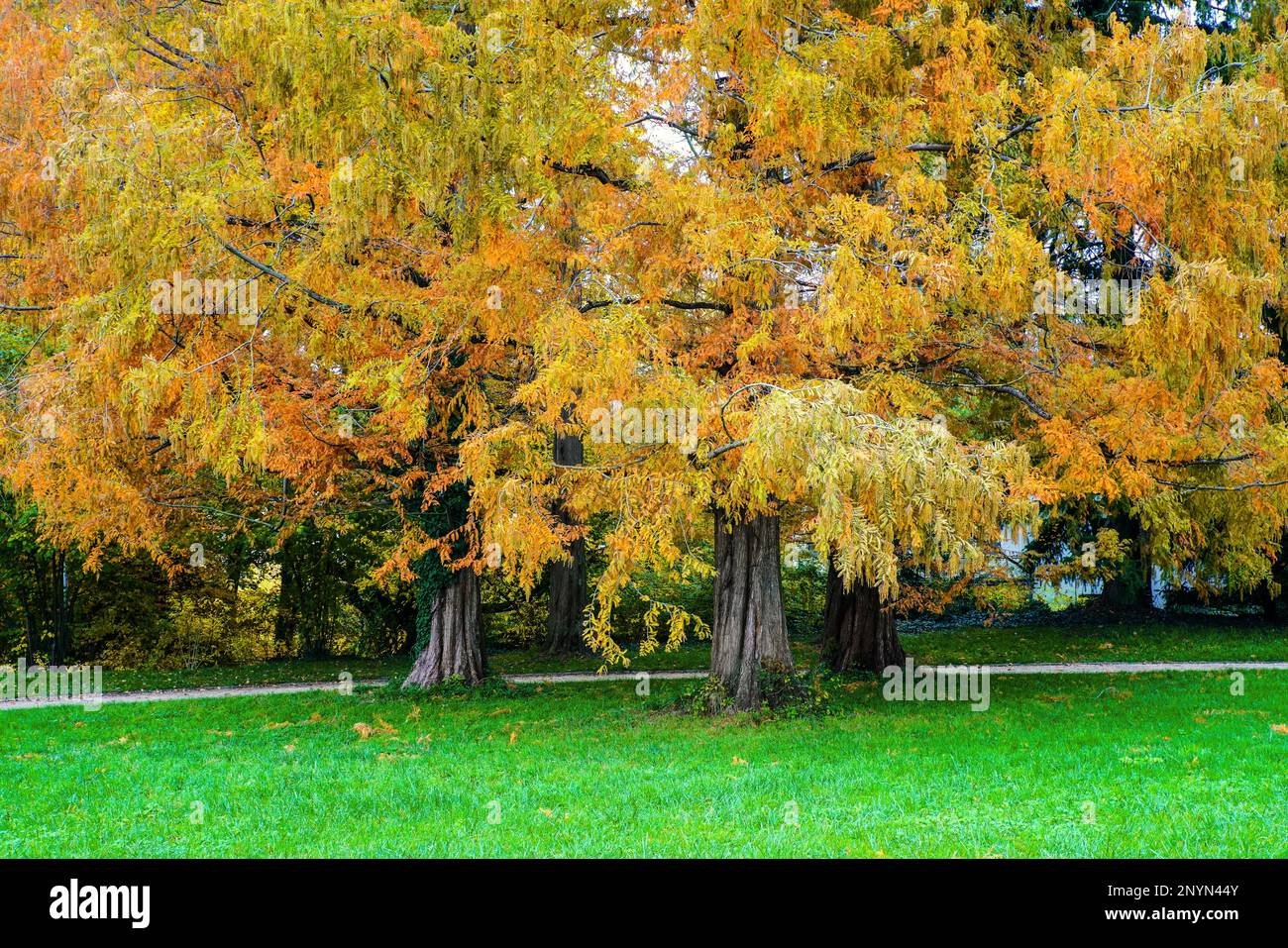 Fall Colours at Wenkenhof Park, Riehen, canton of Basel-Stadt, Switzerland. Stock Photo