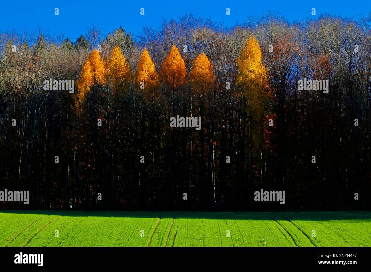 Beautiful Fall Colors of Black Forest, Germany Stock Photo - Alamy