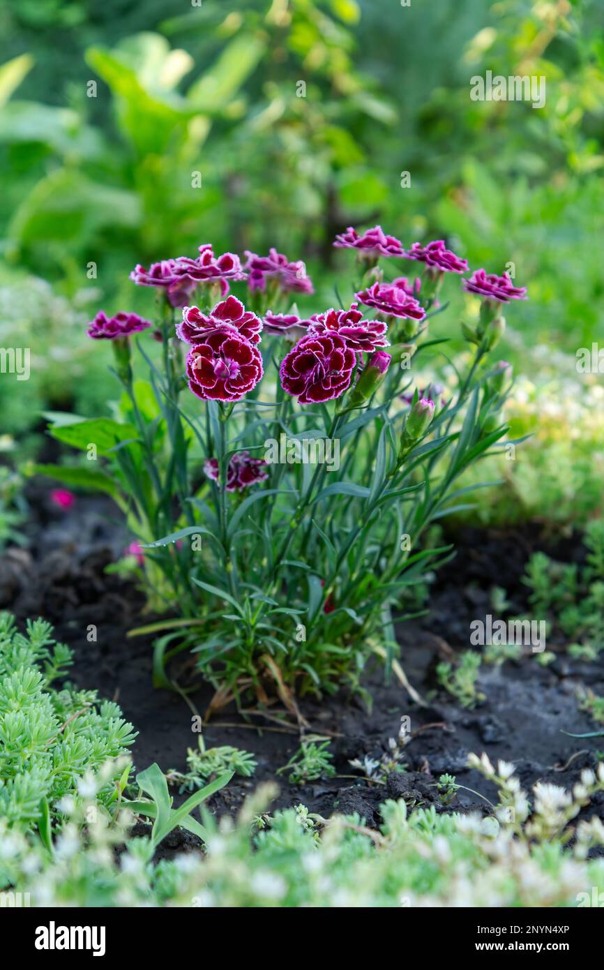 Red clove in a ground on a garden bed Stock Photo Alamy