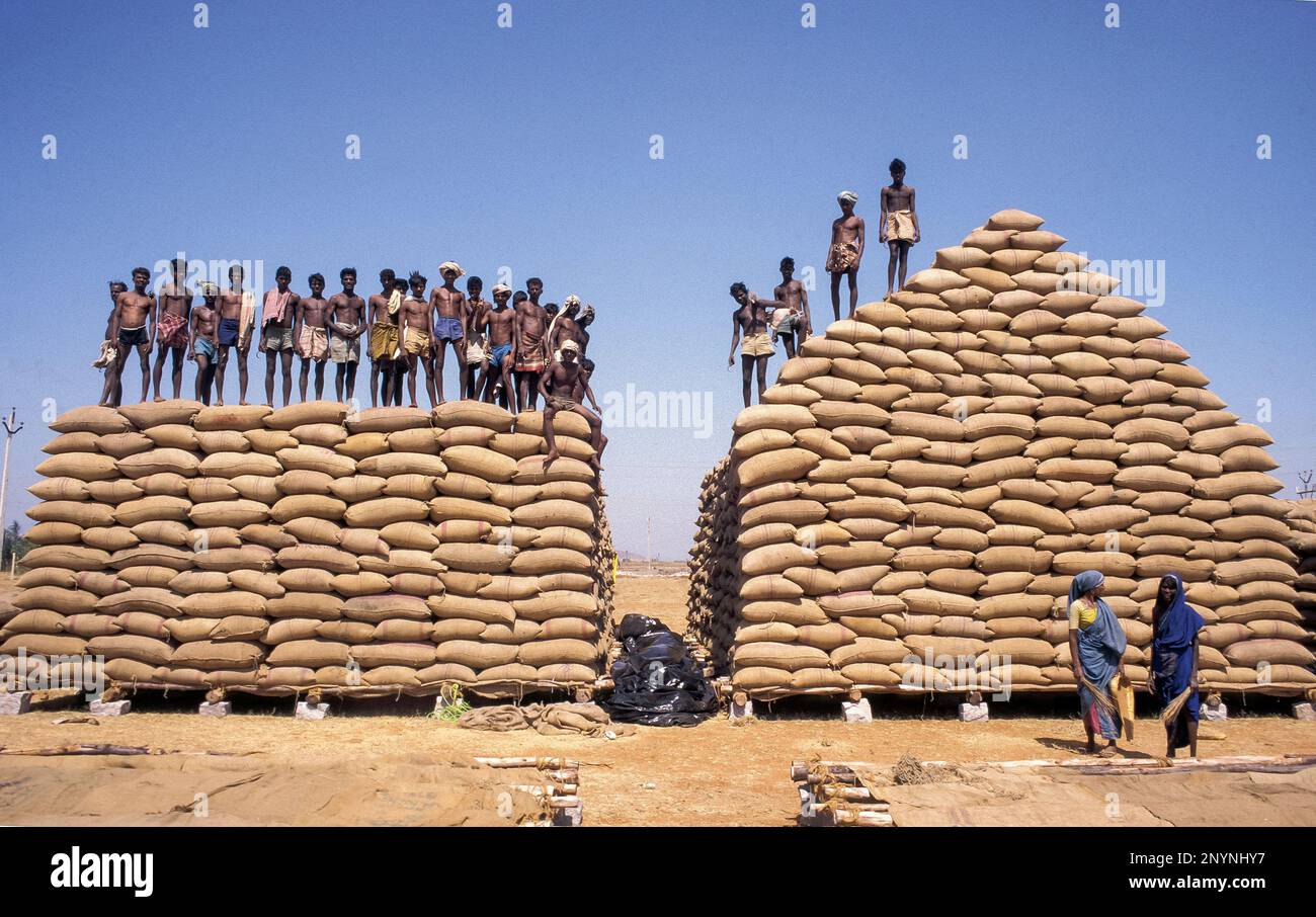 India, Tamil Nadu. The rice harvest Stock Photo - Alamy