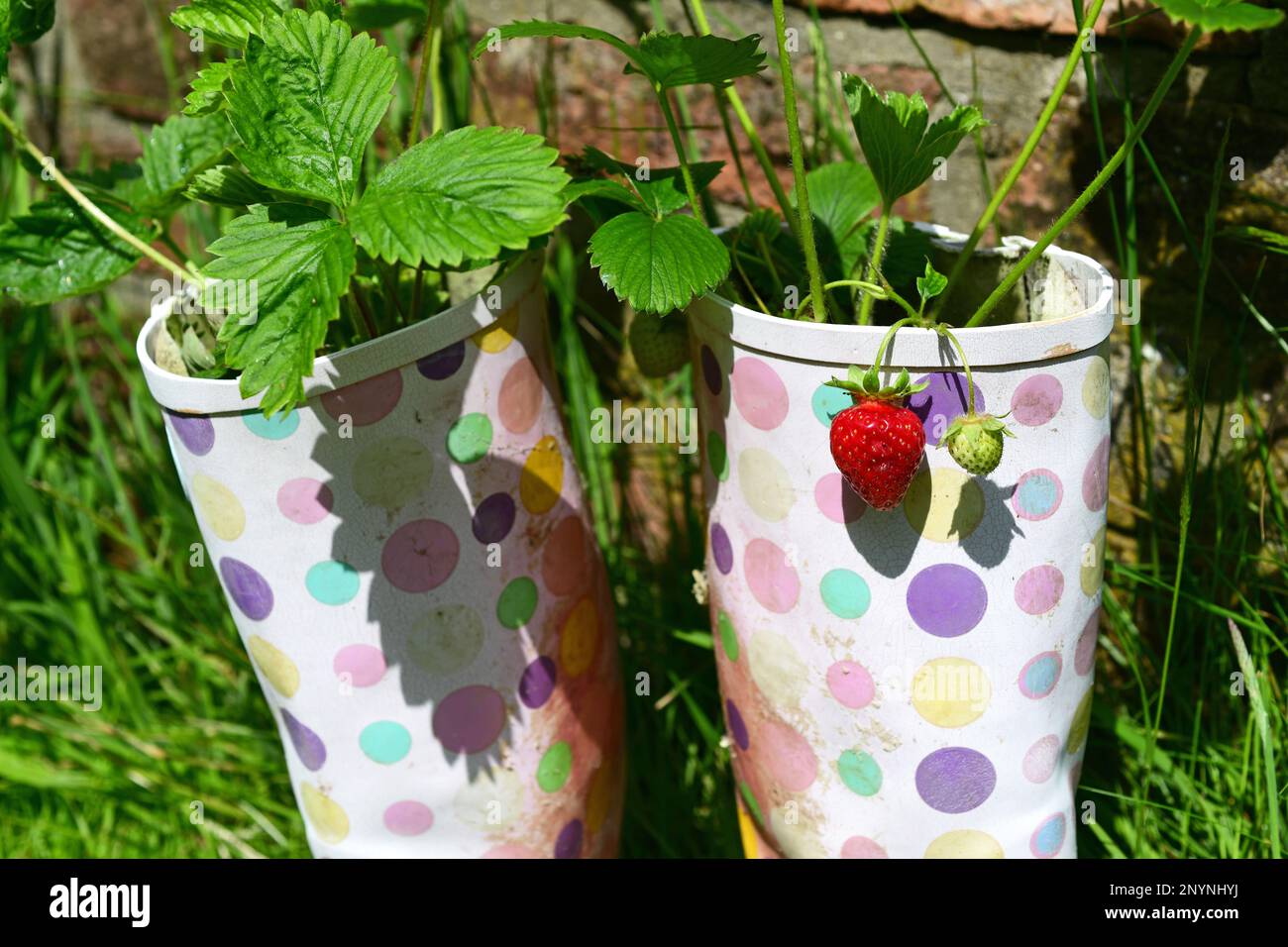 strawberrys (fragaria) growing in old pair of wellington boots in garden united kingdom Stock Photo