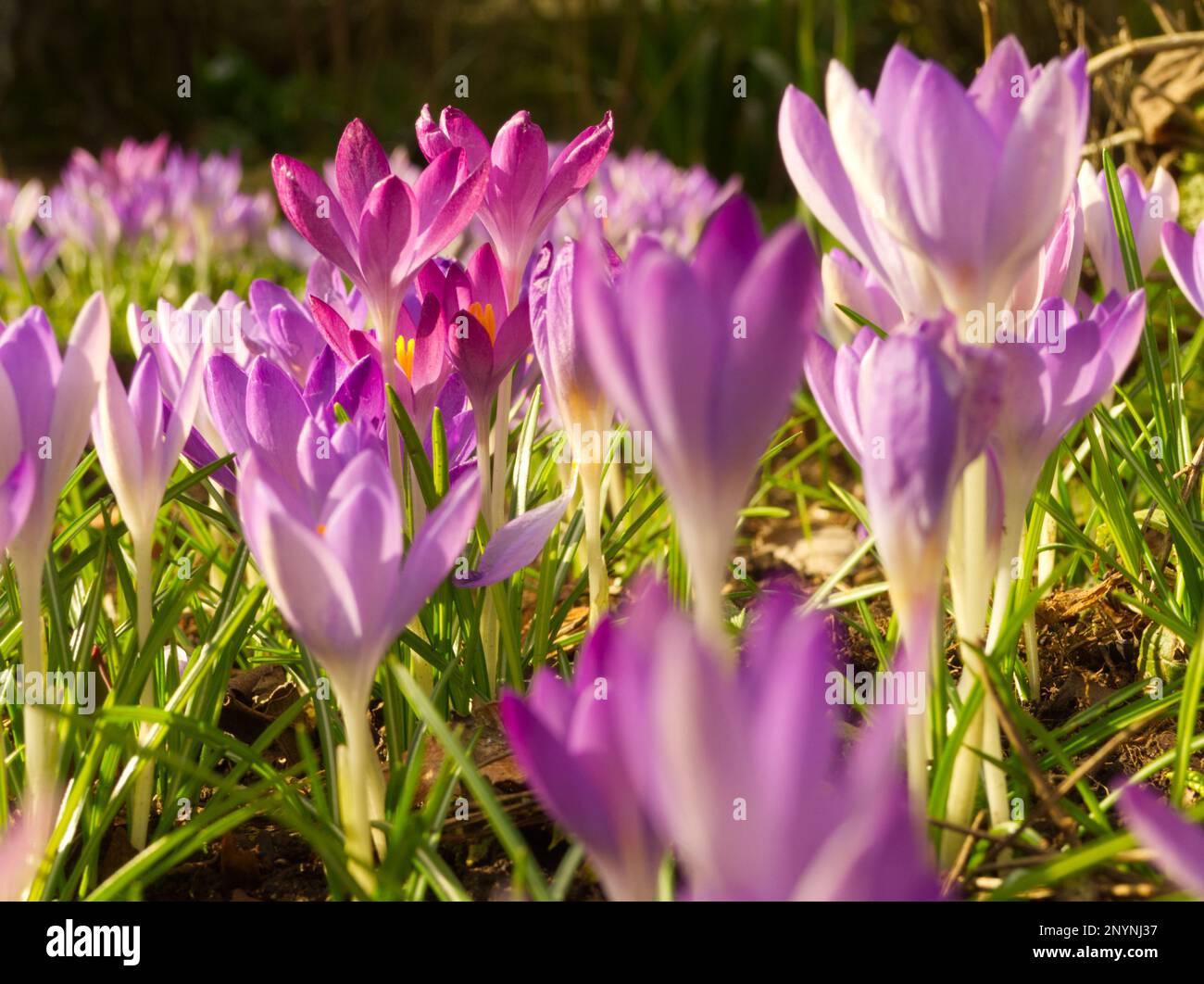 Purple and orange planting hi-res stock photography and images - Alamy