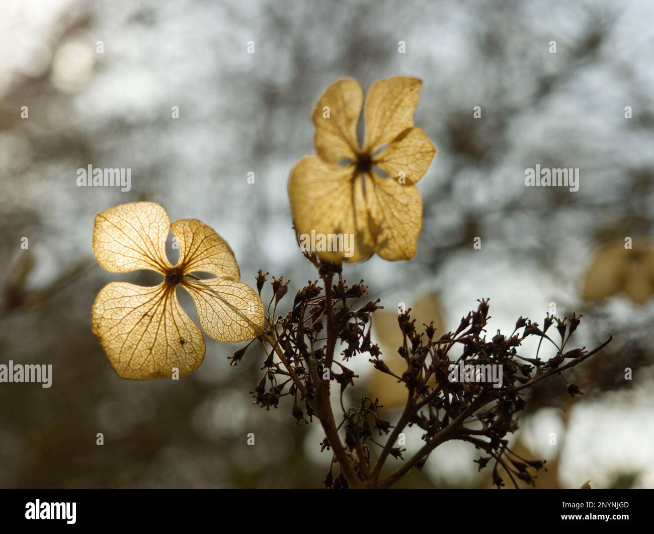 dried hydrangea petals in garden Stock Photo