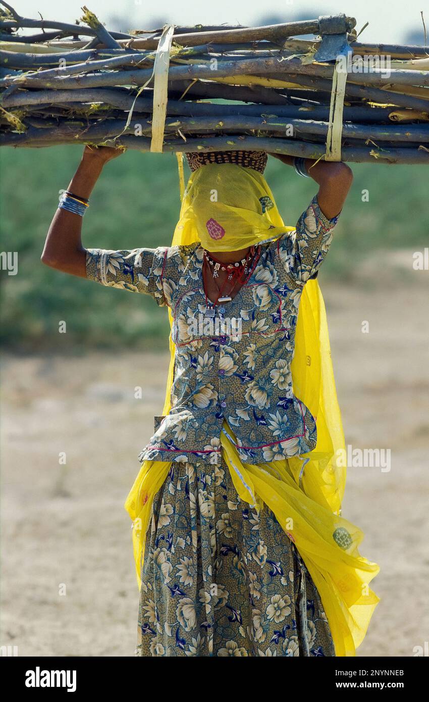 India, Rajasthan. A woman is carrying firewood. Stock Photo