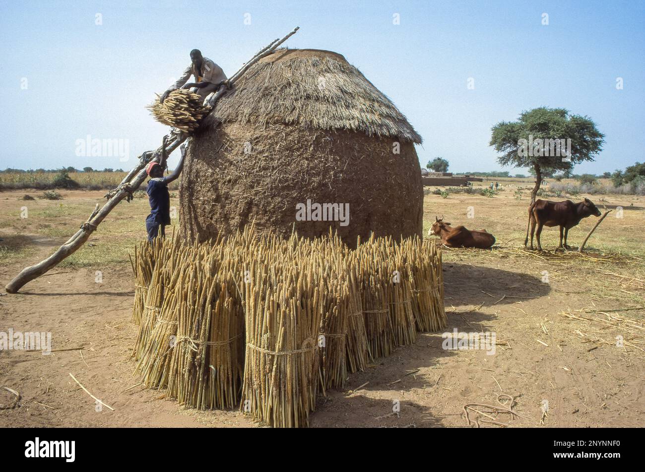 Niger, men storing the millet harvest in an adobe house to prevent