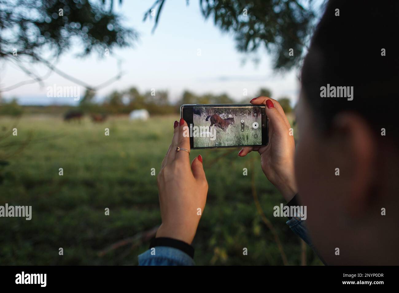 Person with smartphone recording horse riding 4K. Over shoulder view of