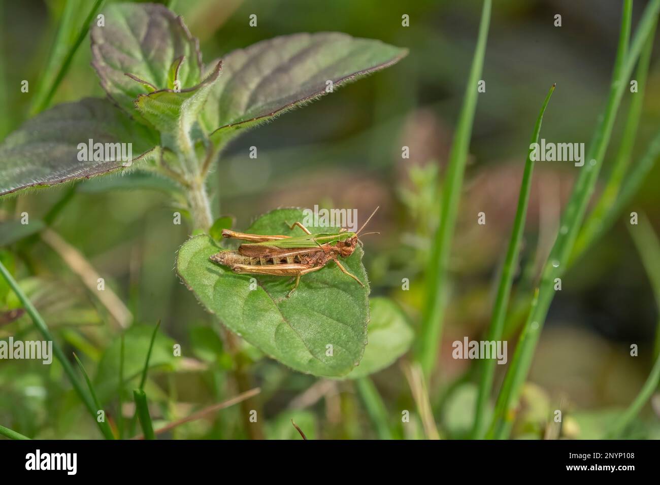 meadow grasshopper, chorthippus parallelus, insect on a green leaf ...