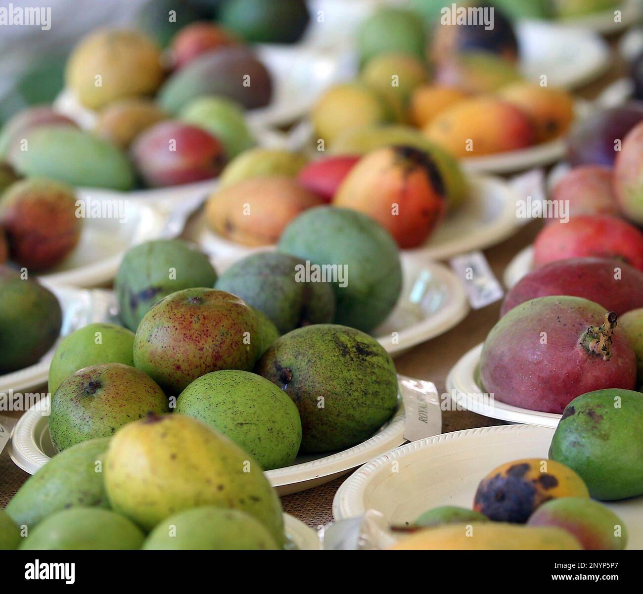 All kinds of mangoes were available at the Redland Summer Fruit