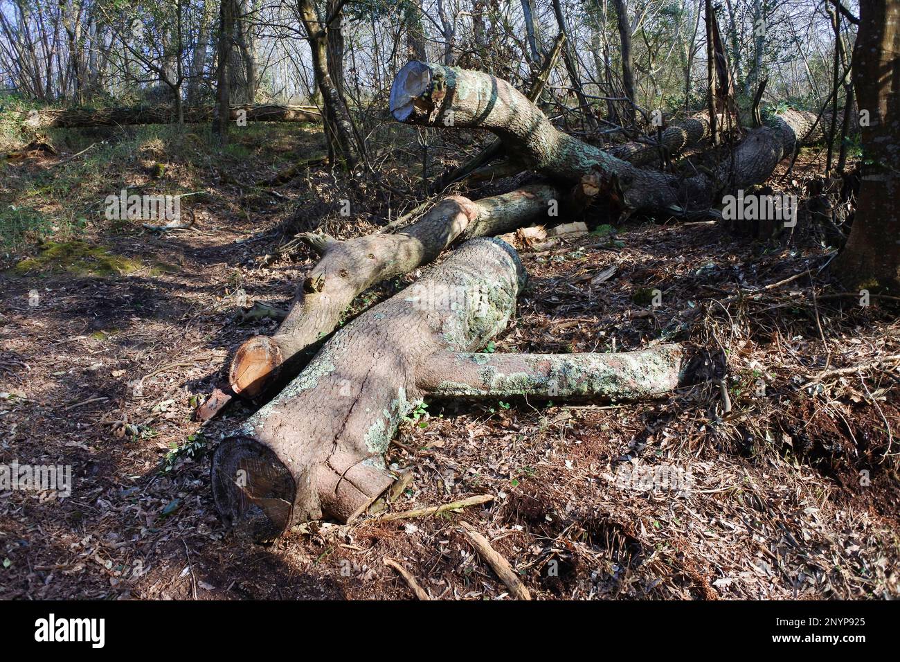 Felled tree after a storm, Penrose Estate, Cornwall, UK John Gollop