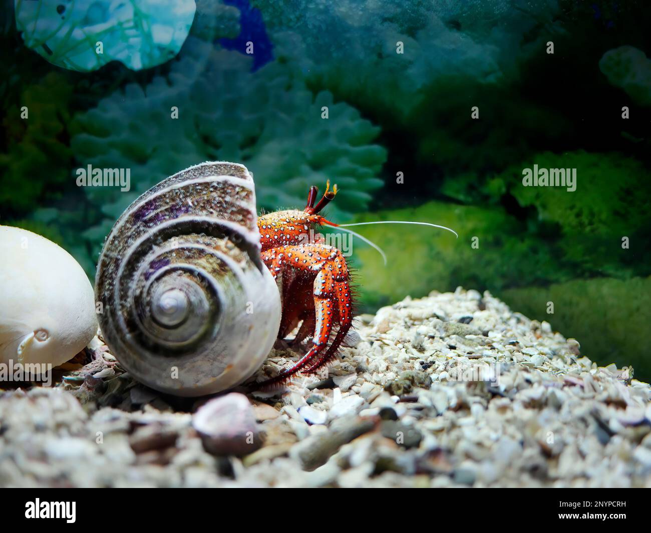 A colorful White Spotted Hermit Crab, Left handed Hermit Crab, Dardanus