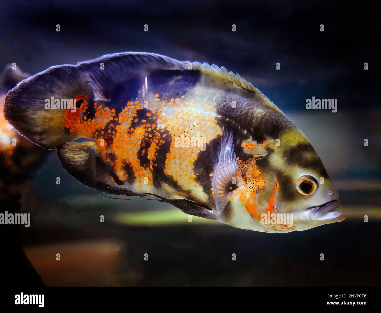 An Oscar fish, Red velvet, Cichlid, warm color tone, orange black mottled color, swimming in the tank underwater with blurred background, Phuket aquar Stock Photo