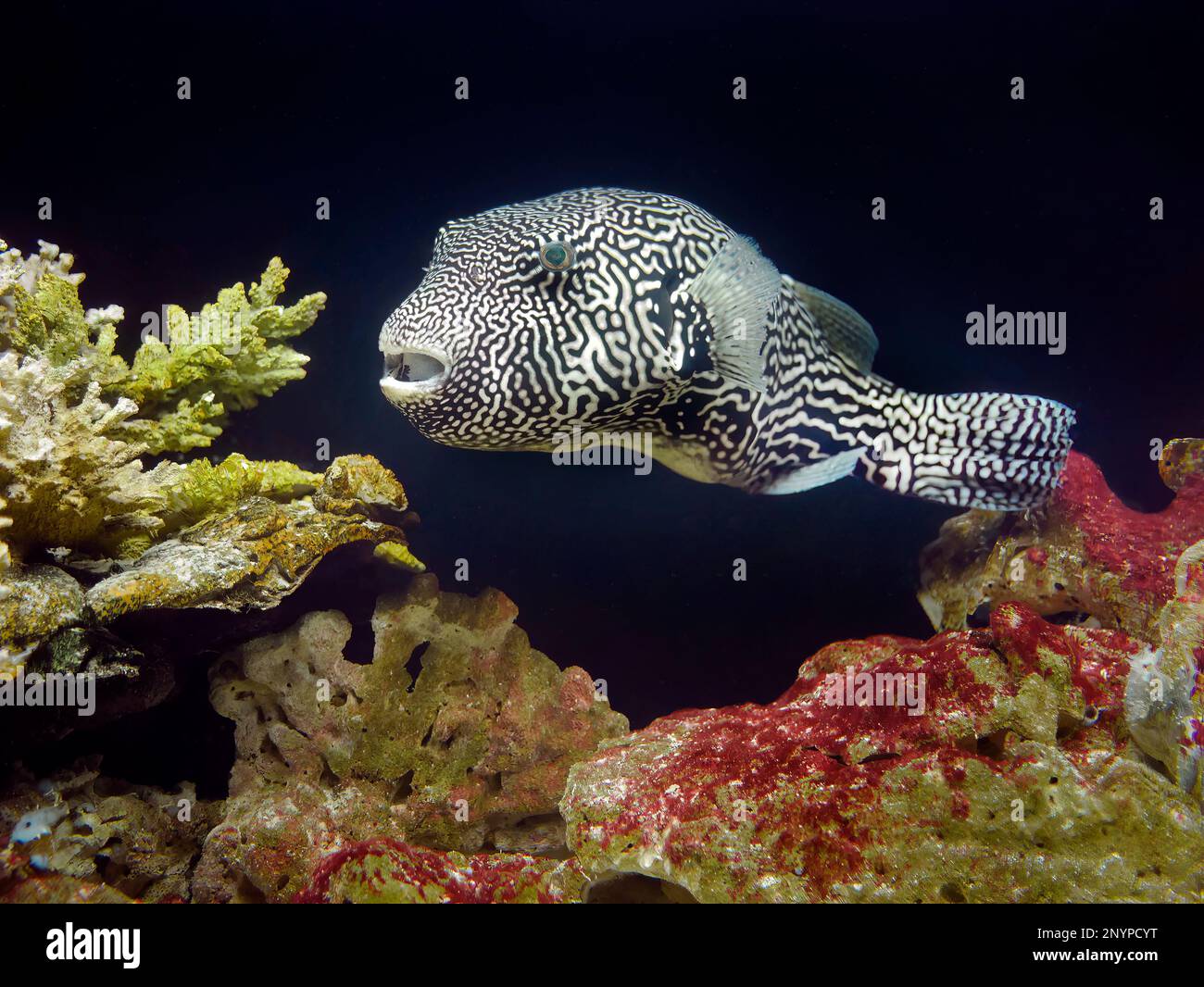 Close up A map puffer fish with black and white pattern, underwater with corals ans stone background, Arothron mappa, Phuket Aquarium Stock Photo