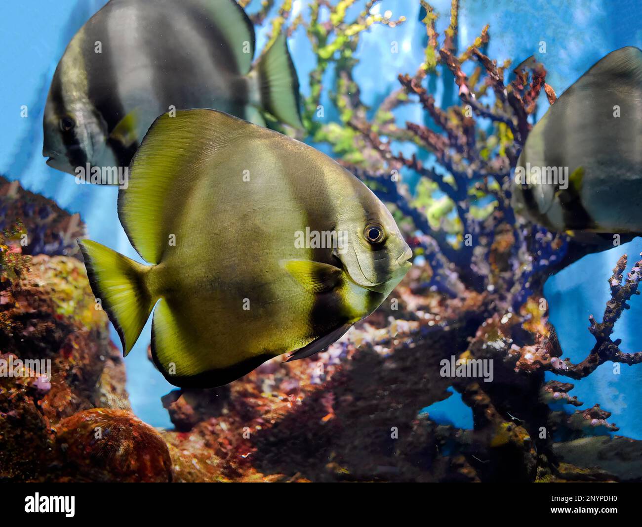 Close up of Longfin batfish, Teira Batfish, Platax Teira, swimming underwater in fish tank, Phuket Aquarium, blurred background of coral reefs Stock Photo