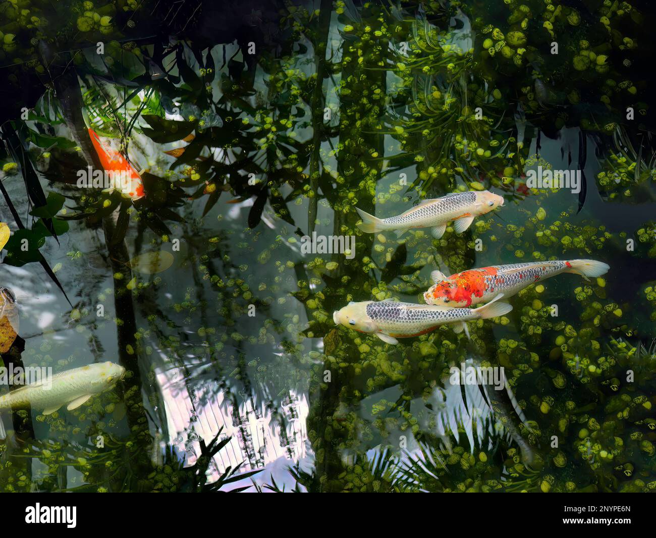 High angle view, Colorful Koi Carp fish, Japanese carp fishes, swimming in the pond with underwater plants and beautiful water reflection, mirror refl Stock Photo