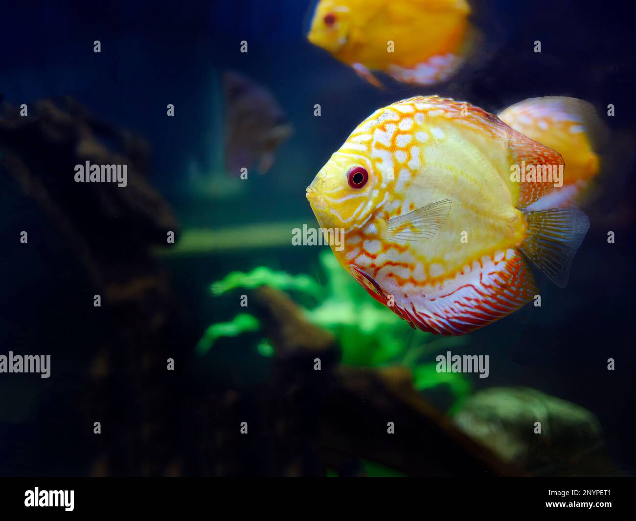 Vibrant colorful of Discus Fish, cichlids fish, Pompadour Fish, Symphysodon Fish swimming underwater, fish tank, Aquarium Phuket Stock Photo