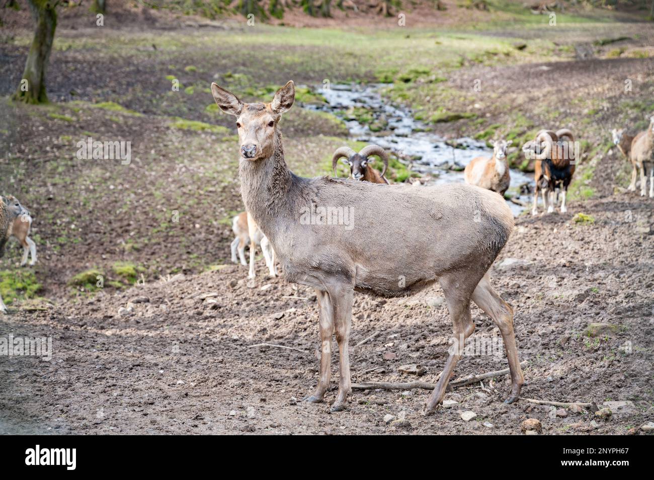 Doe, Female Deer Cow standing in front of a group of goats and billy goats, looking at camera, river in the background, Wildlife Park Brudergrund, Erb Stock Photo