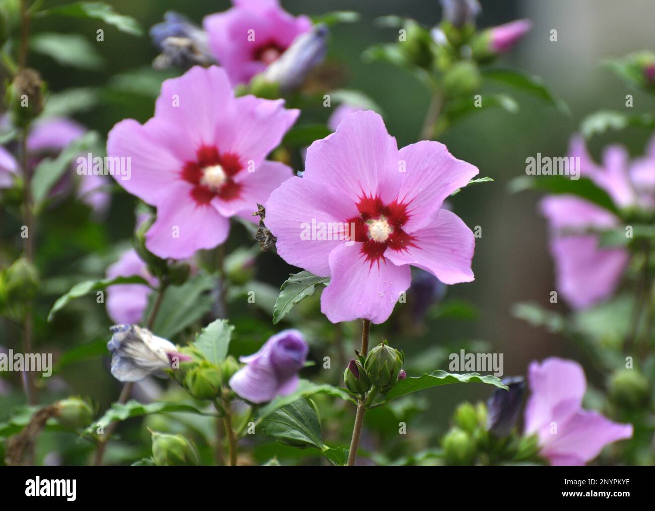 In summer, the hibiscus bush blooms in nature Stock Photo