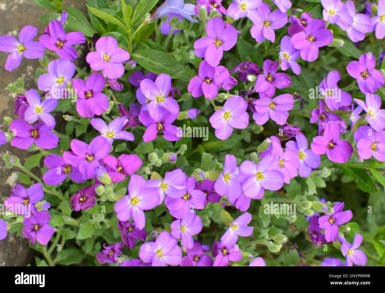 Aubrieta blooms in a spring flower bed in a garden Stock Photo Alamy