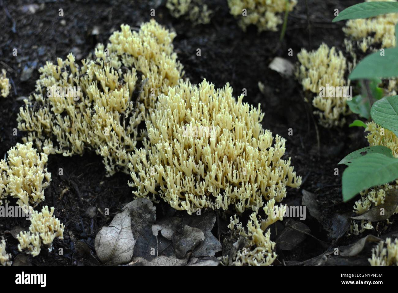 Coral mushrooms (Artomyces pyxidatus) grow in the wild Stock Photo