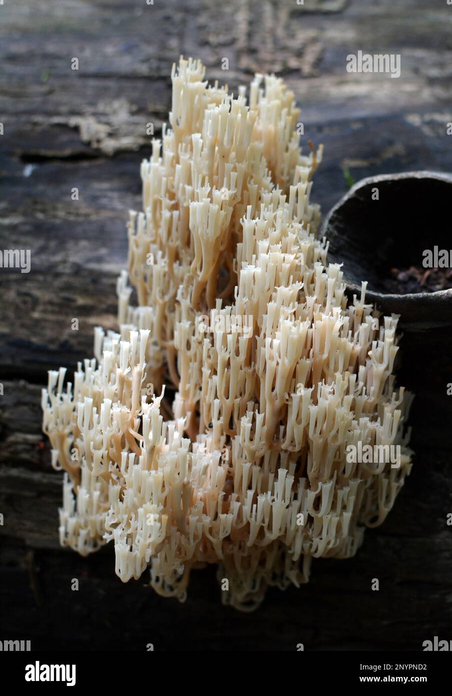 Coral mushrooms (Artomyces pyxidatus) grow in the wild Stock Photo