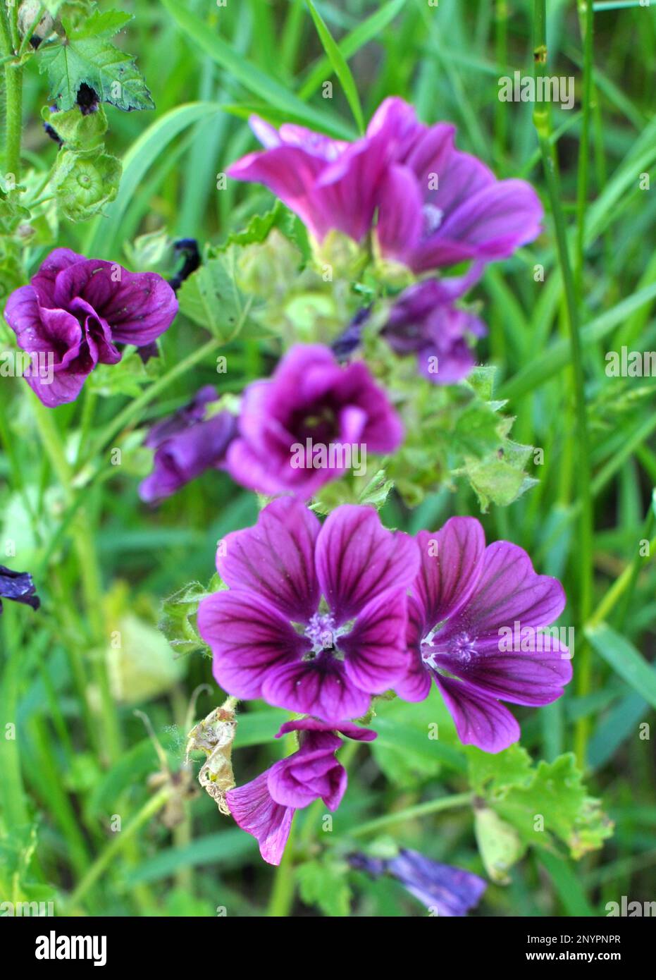 Mallow, malva sylvestris forest grows in the wild Stock Photo