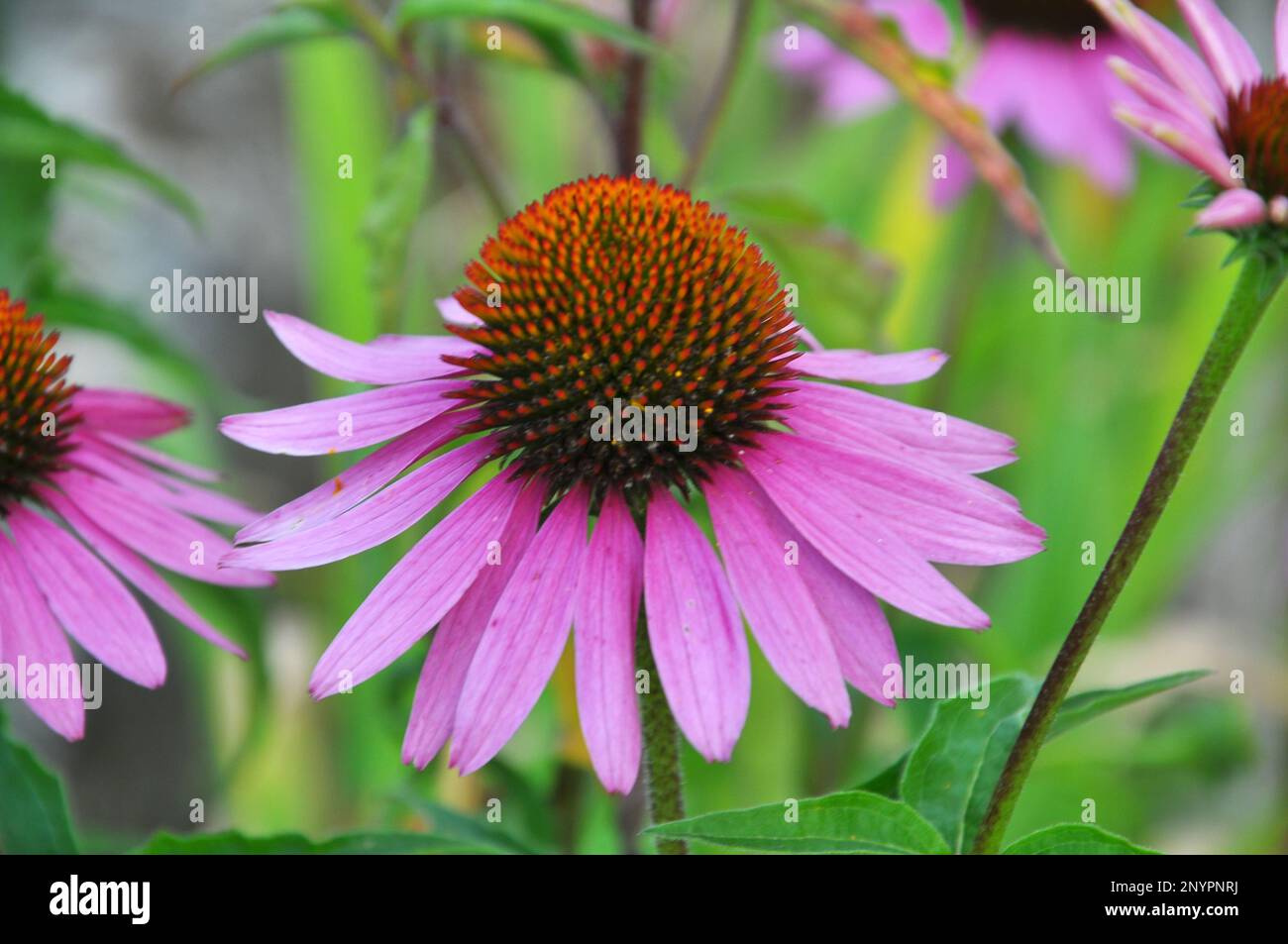 Bloom in nature perennial plant from the family of aster echinacea purpurea Stock Photo