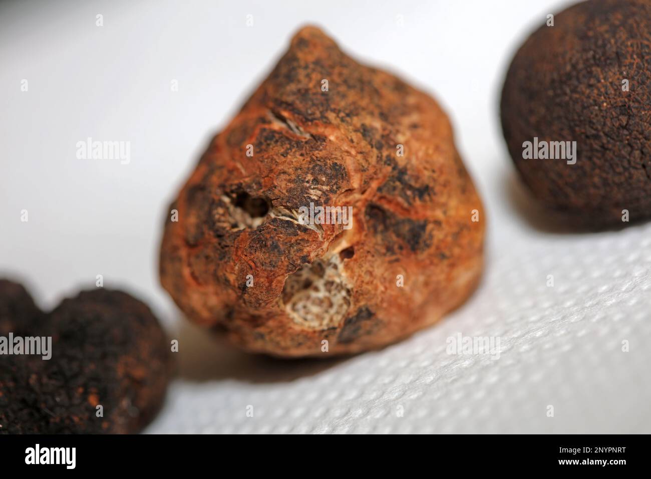 White truffle mushroom close up background botanical prints tuber magnatum family tuberaceae big