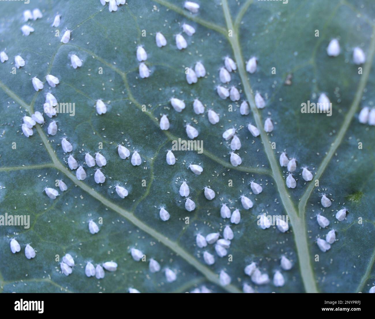 Very harmful butterfly whitefly (Aleyrodes proletella) on the plant