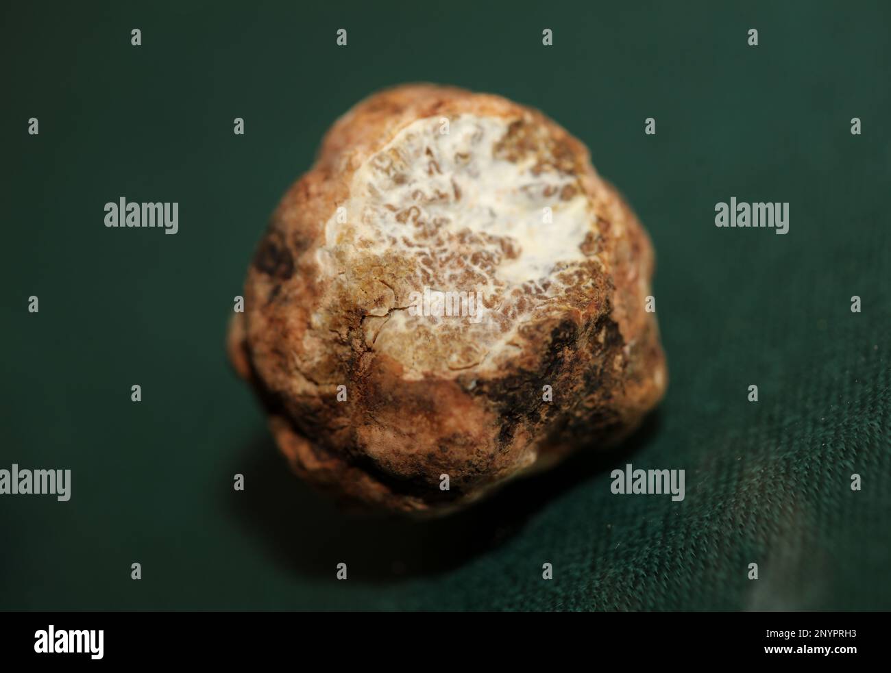 white-truffle-mushroom-close-up-background-botanical-prints-tuber-magnatum-family-tuberaceae-big-size-high-quality-pictures-2NYPRH3.jpg