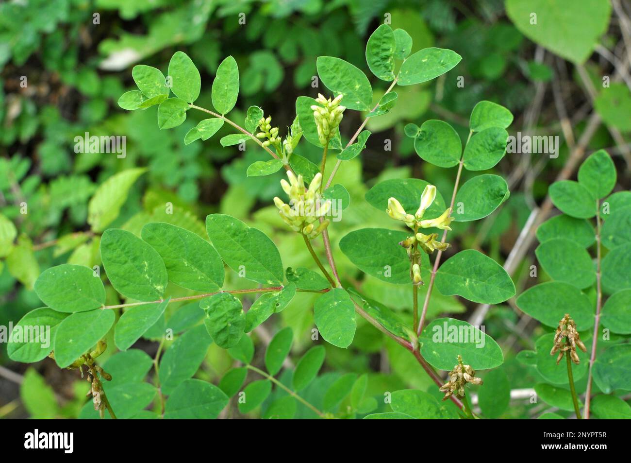 Astragalus (Astragalus glycyphyllos) grows in the wild Stock Photo