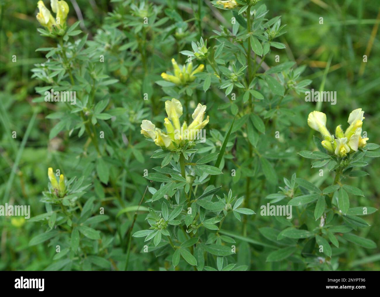 In the spring Chamaecytisus blooms in the wild Stock Photo