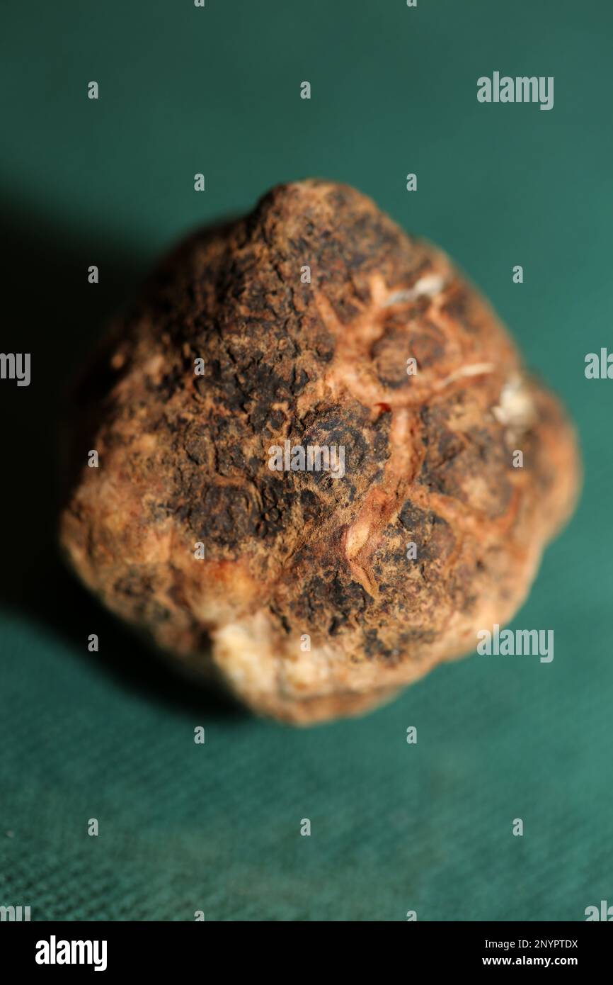 White truffle mushroom close up background botanical prints tuber