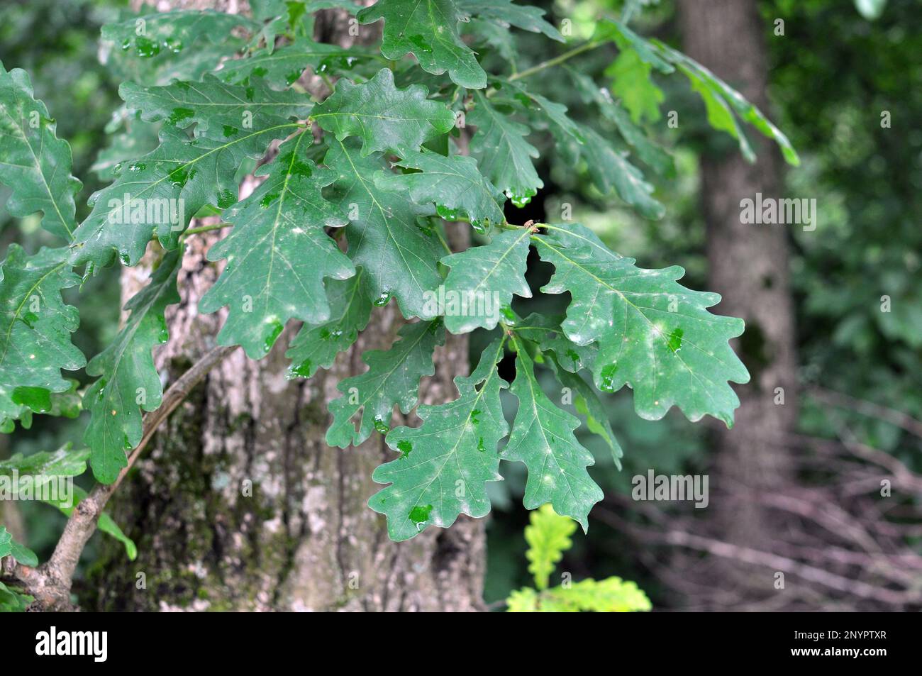 A valuable oak tree with a branch and leaves Stock Photo Alamy