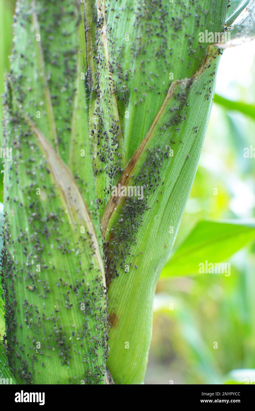 Aphids are a sucking pest on the cob of corn Stock Photo