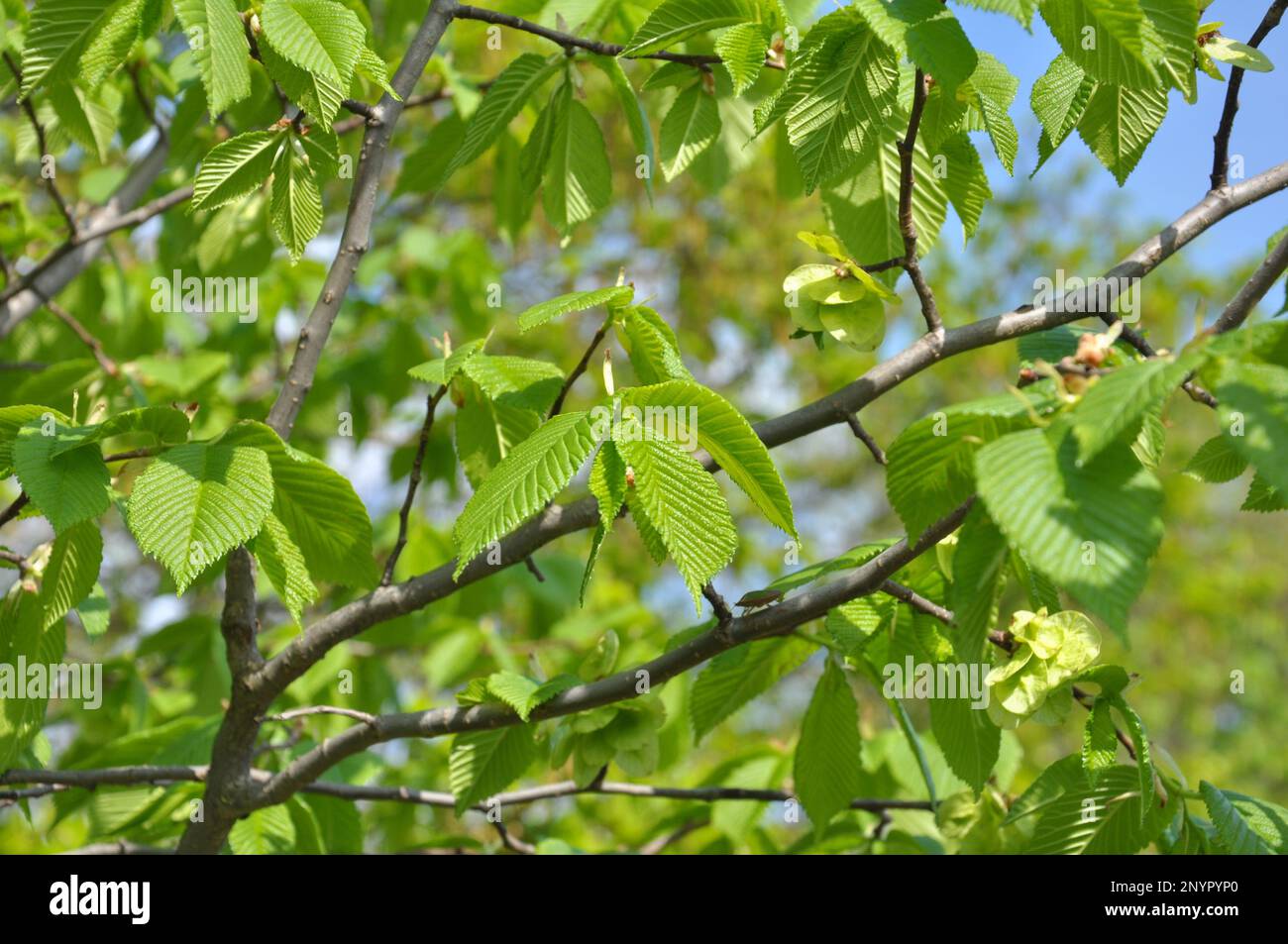 A branch of an elm tree (Ulmus) grows in the wild Stock Photo