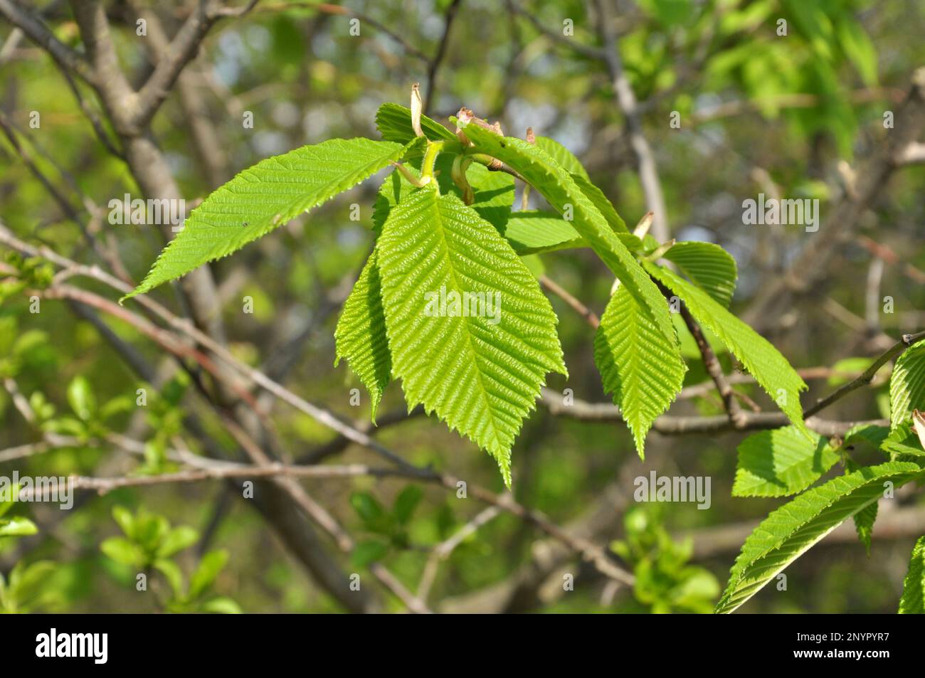 A branch of an elm tree (Ulmus) grows in the wild Stock Photo
