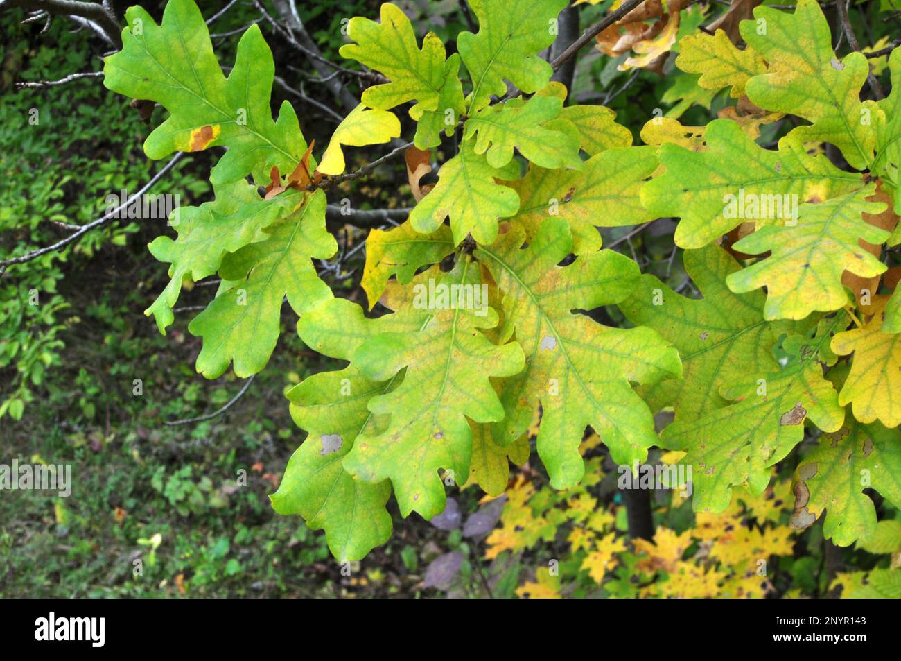 A valuable oak tree with a branch and leaves Stock Photo Alamy