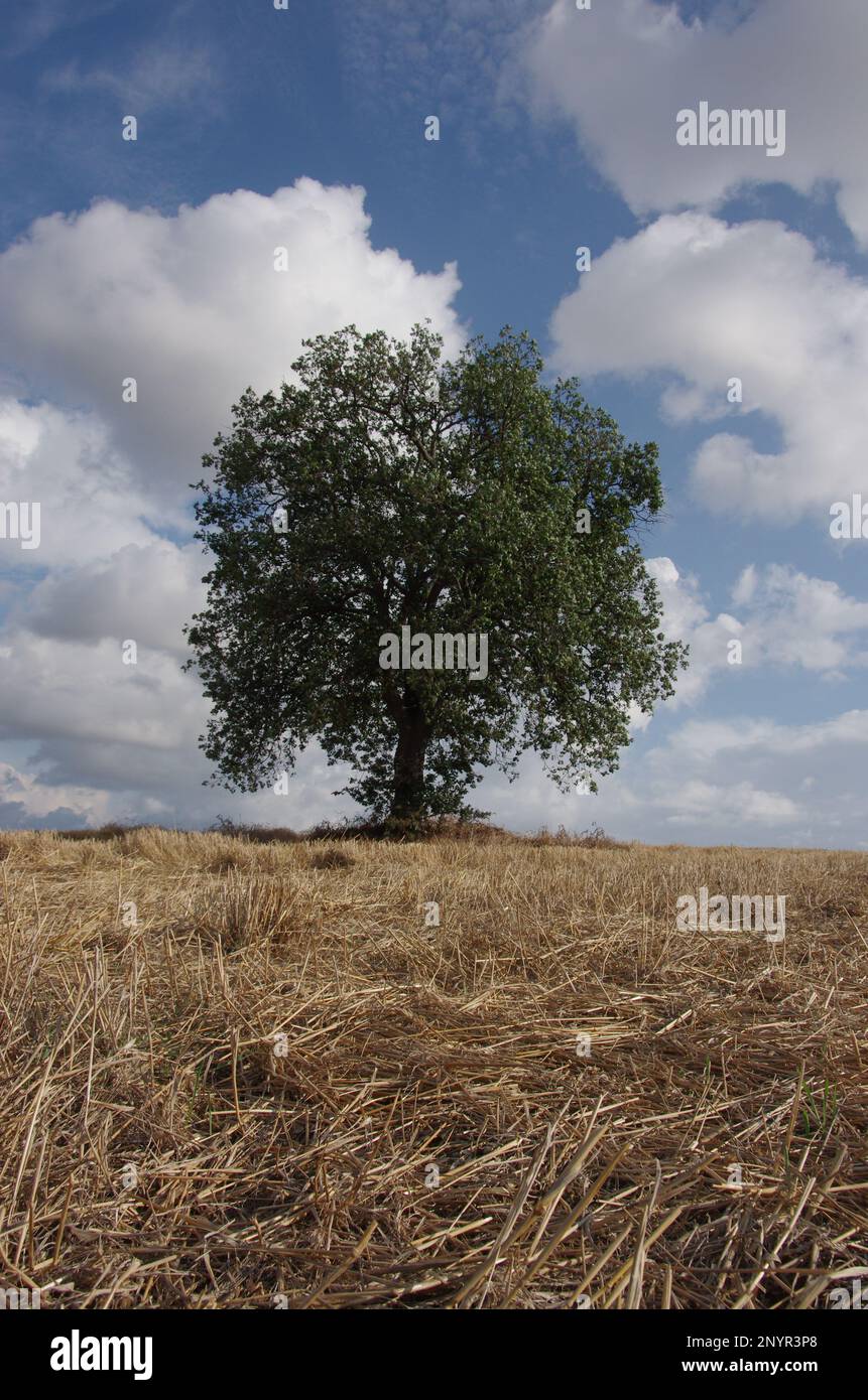 Large isolated oak tree (scientific name Quercus) in the Molise