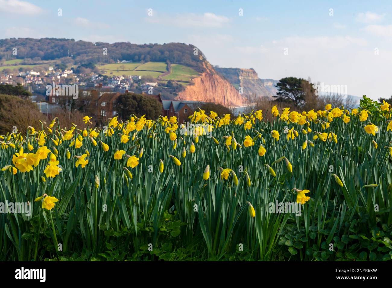 Sidmouth, Devon, UK. 2nd March 2023. UK Weather. sunshine and Daffodils in bloom next to the South West Coast Path at Sidmouth in Devon, creating a splash of yellow thanks to Keith Owen, a Canadian investment banker who lived in Sidmouth - when he died in 2007 he left his entire life savings, £2.3 million to the town's Sid Vale Association, with his dying wish for a million flowers to be planted. The hope is that Keith's legacy brings happiness to locals and visitors for generations to come. Credit: Carolyn Jenkins/Alamy Live News Stock Photo