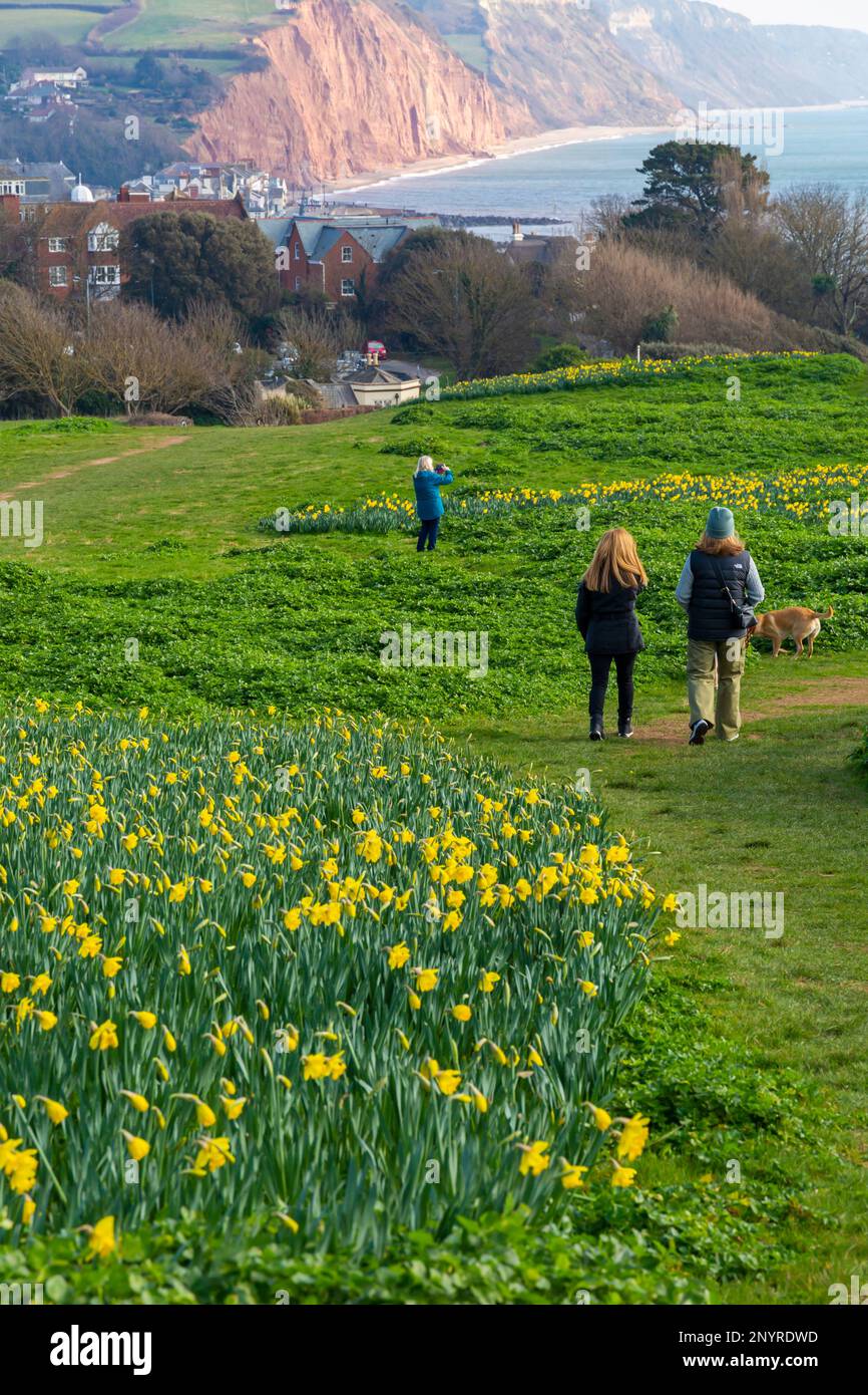 Sidmouth, Devon, UK. 2nd March 2023. UK Weather. sunshine and Daffodils in bloom next to the South West Coast Path at Sidmouth in Devon, creating a splash of yellow thanks to Keith Owen, a Canadian investment banker who lived in Sidmouth - when he died in 2007 he left his entire life savings, £2.3 million to the town's Sid Vale Association, with his dying wish for a million flowers to be planted. The hope is that Keith's legacy brings happiness to locals and visitors for generations to come. Credit: Carolyn Jenkins/Alamy Live News Stock Photo