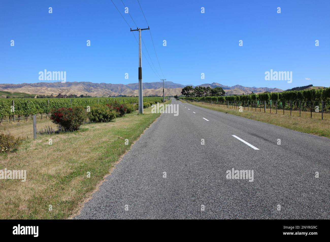 Wine field in Blenheim, New Zealand Stock Photo