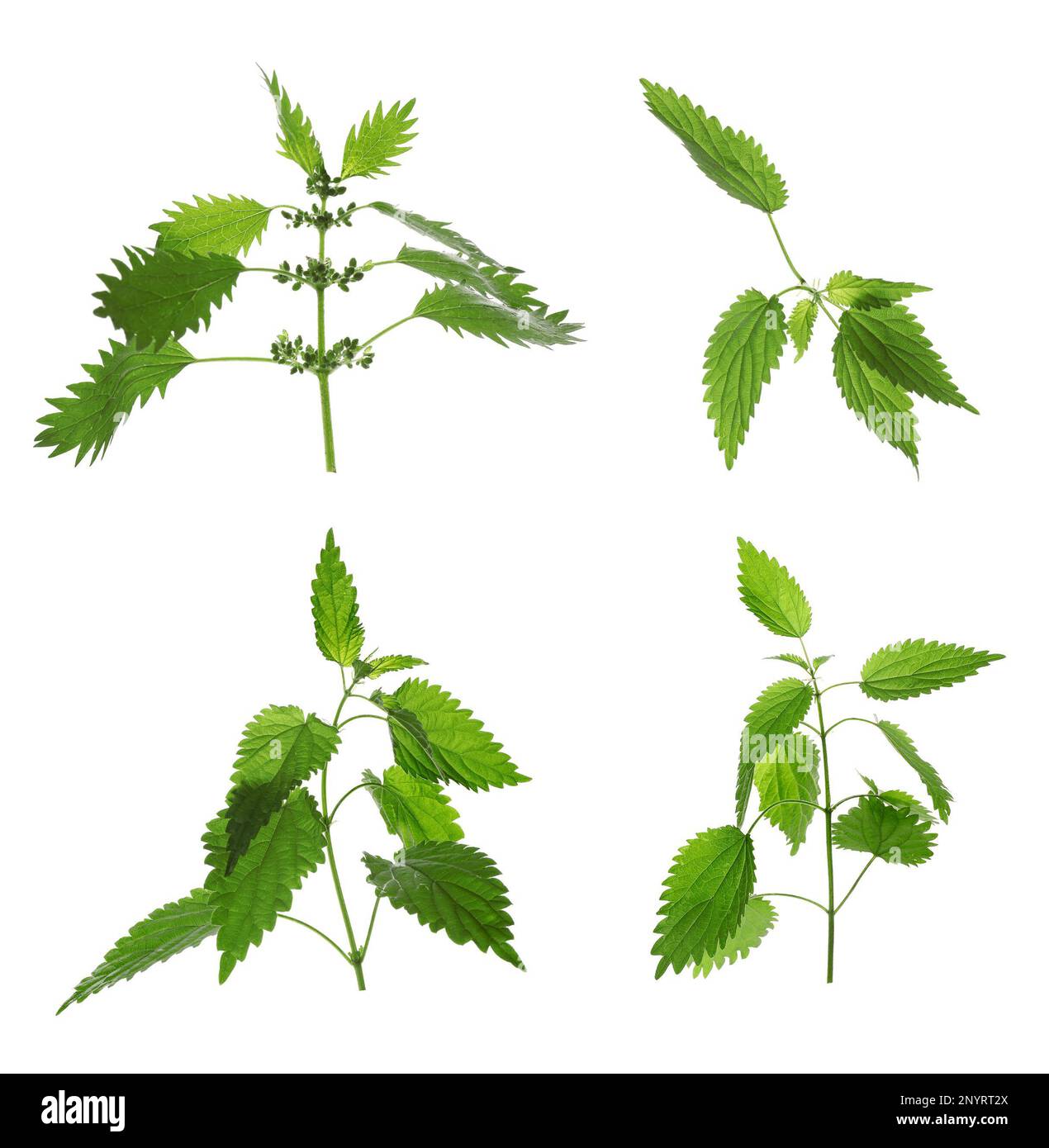 Fresh stinging nettle plants on white