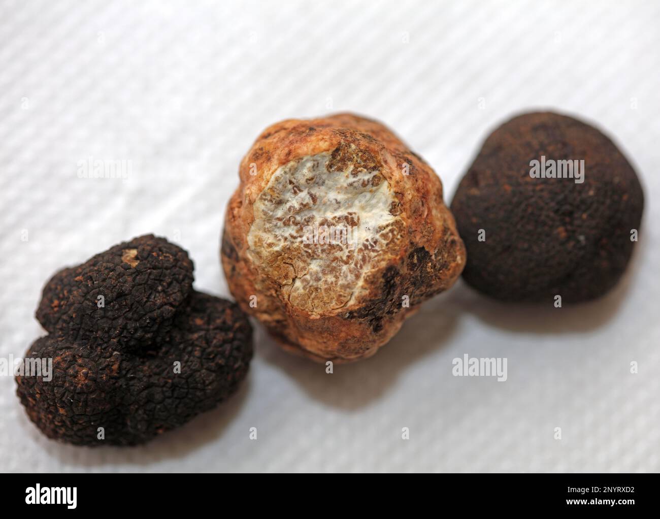 white-and-black-truffles-mushroom-close-