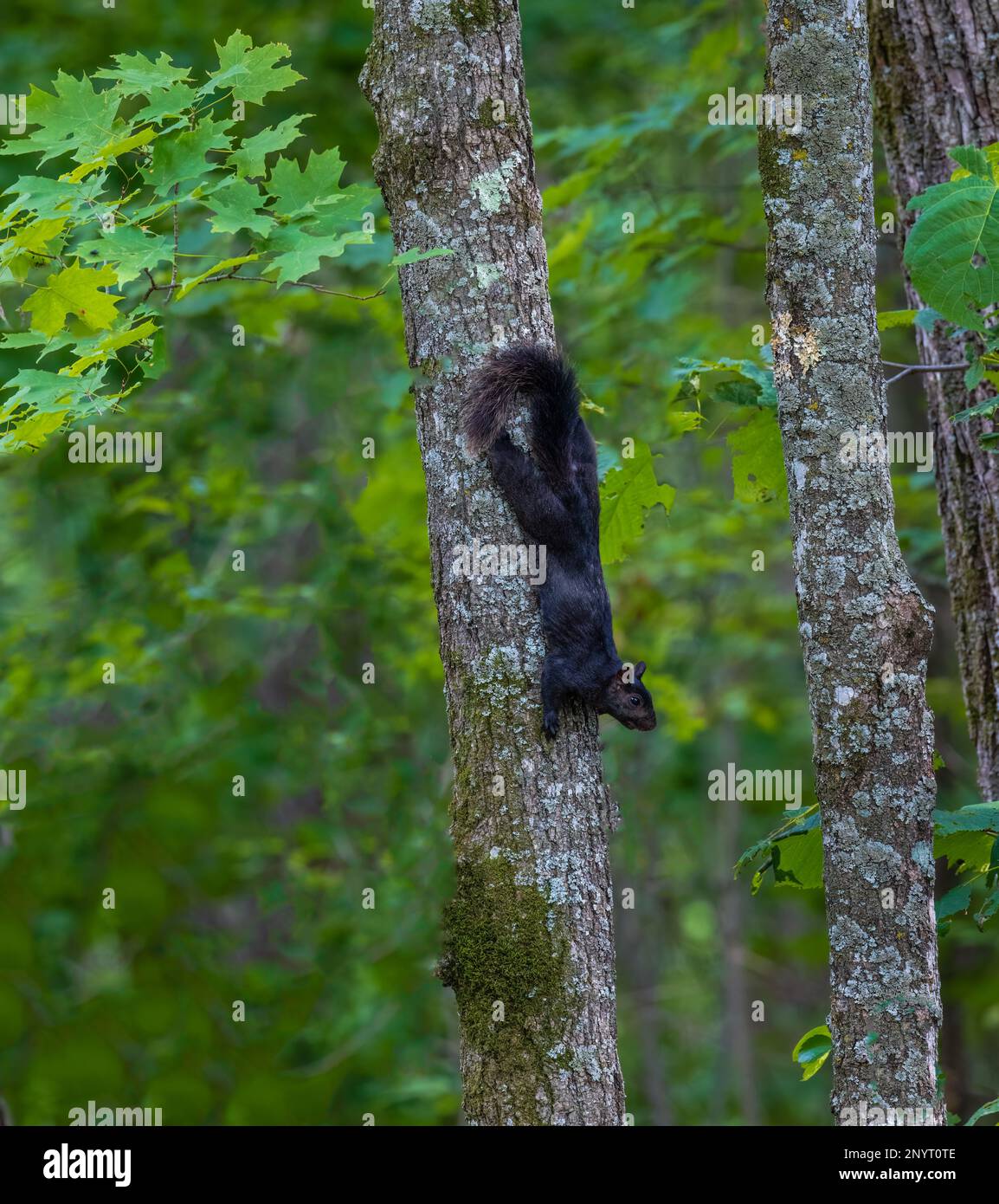 Black morph hi-res stock photography and images - Alamy