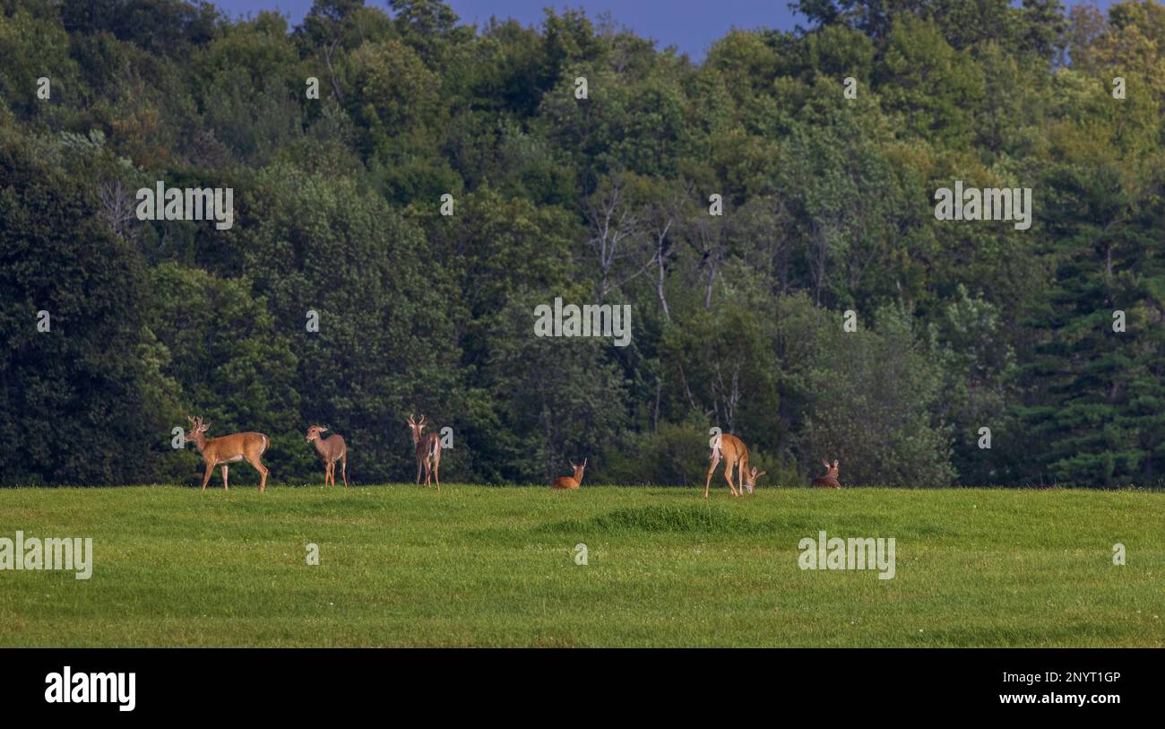 Whitetailed deer in a northern Wisconsin meadow Stock Photo Alamy