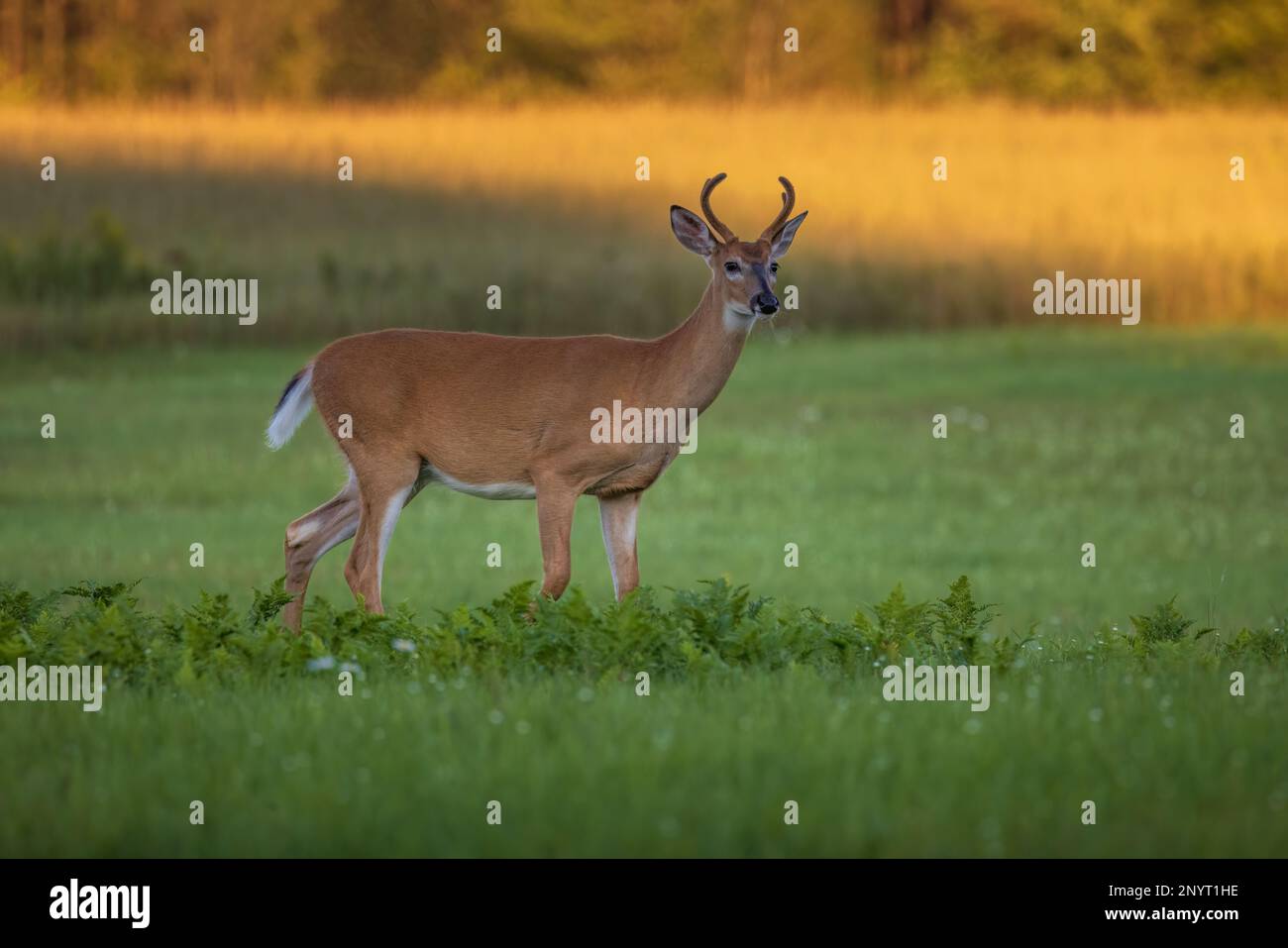 White-tailed buck in a northern Wisconsin field. Stock Photo