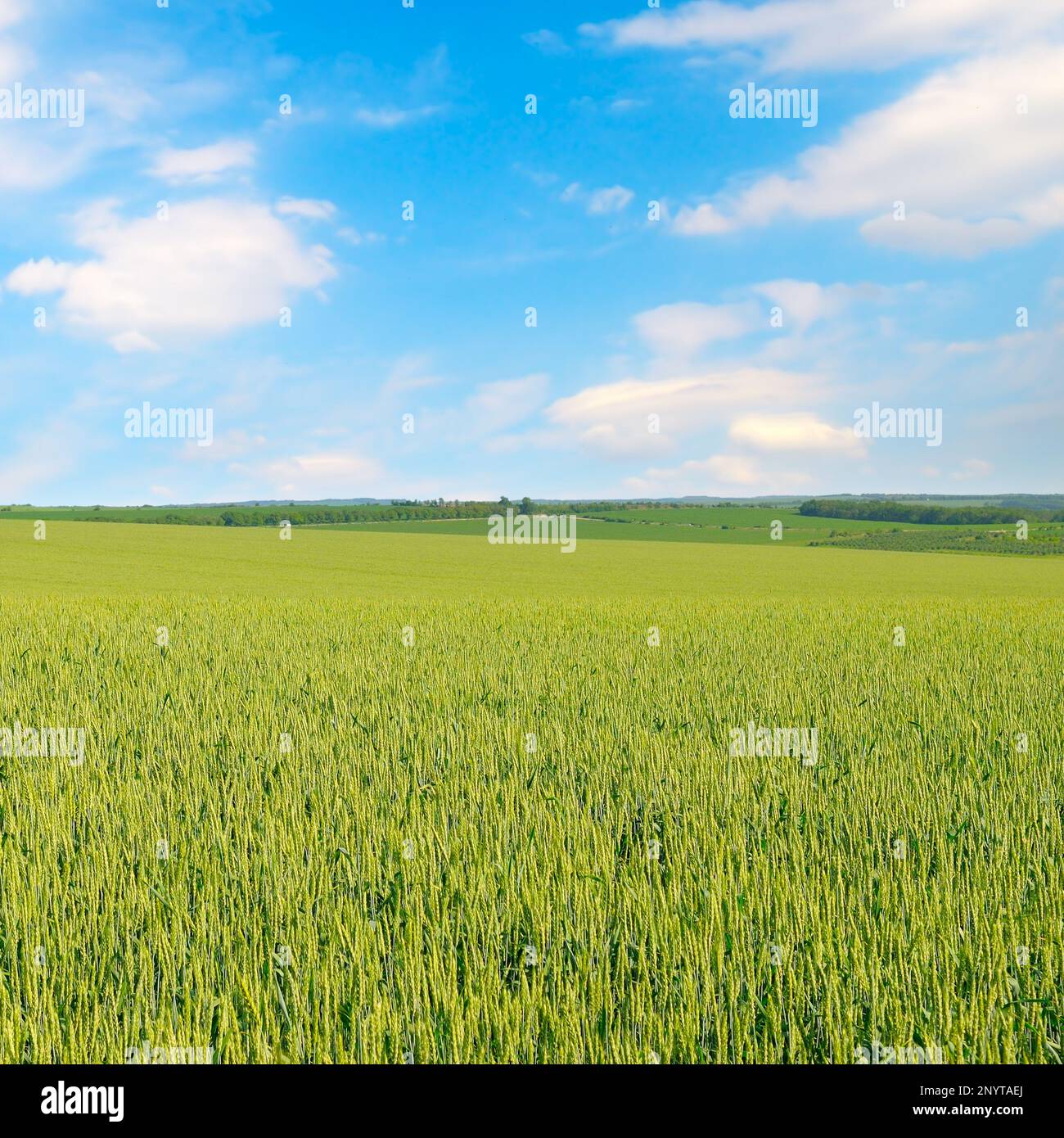 Green wheat field and blue sky. Spring Stock Photo Alamy