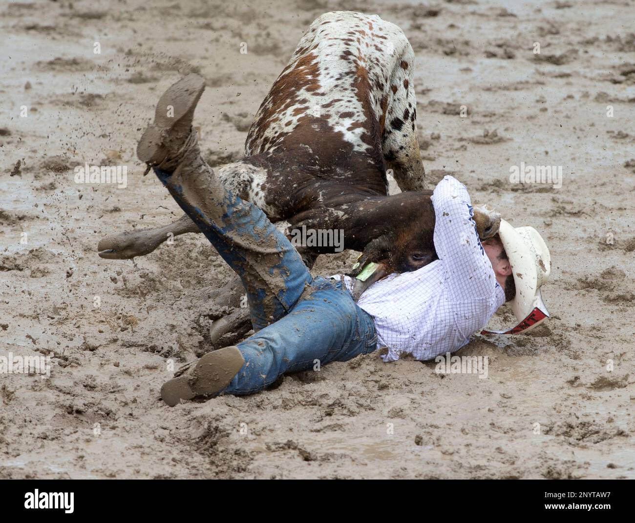 TieDown Roping (Calf Roping) event in the rain during the Calgary