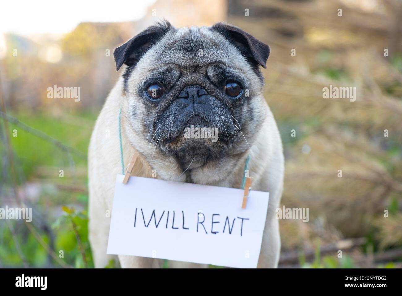 a pug dog with a sign on his neck I will lease in English, during the quarantine period to walk Stock Photo