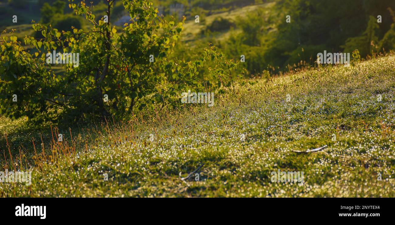 wet grass blades. green environment background Stock Photo